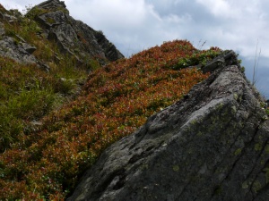 Click do Powi�kszenia